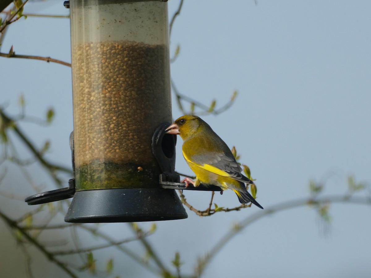 European Greenfinch - ML639582685