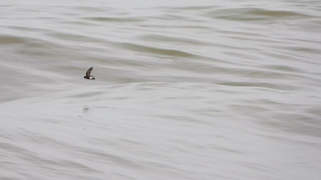 Wilson's Storm-Petrel - ML639582711