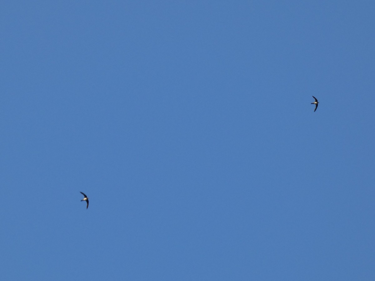 Alpine Swift - ML639582748