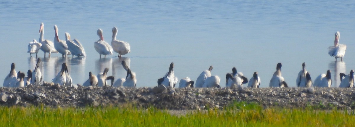 American White Pelican - ML639582766