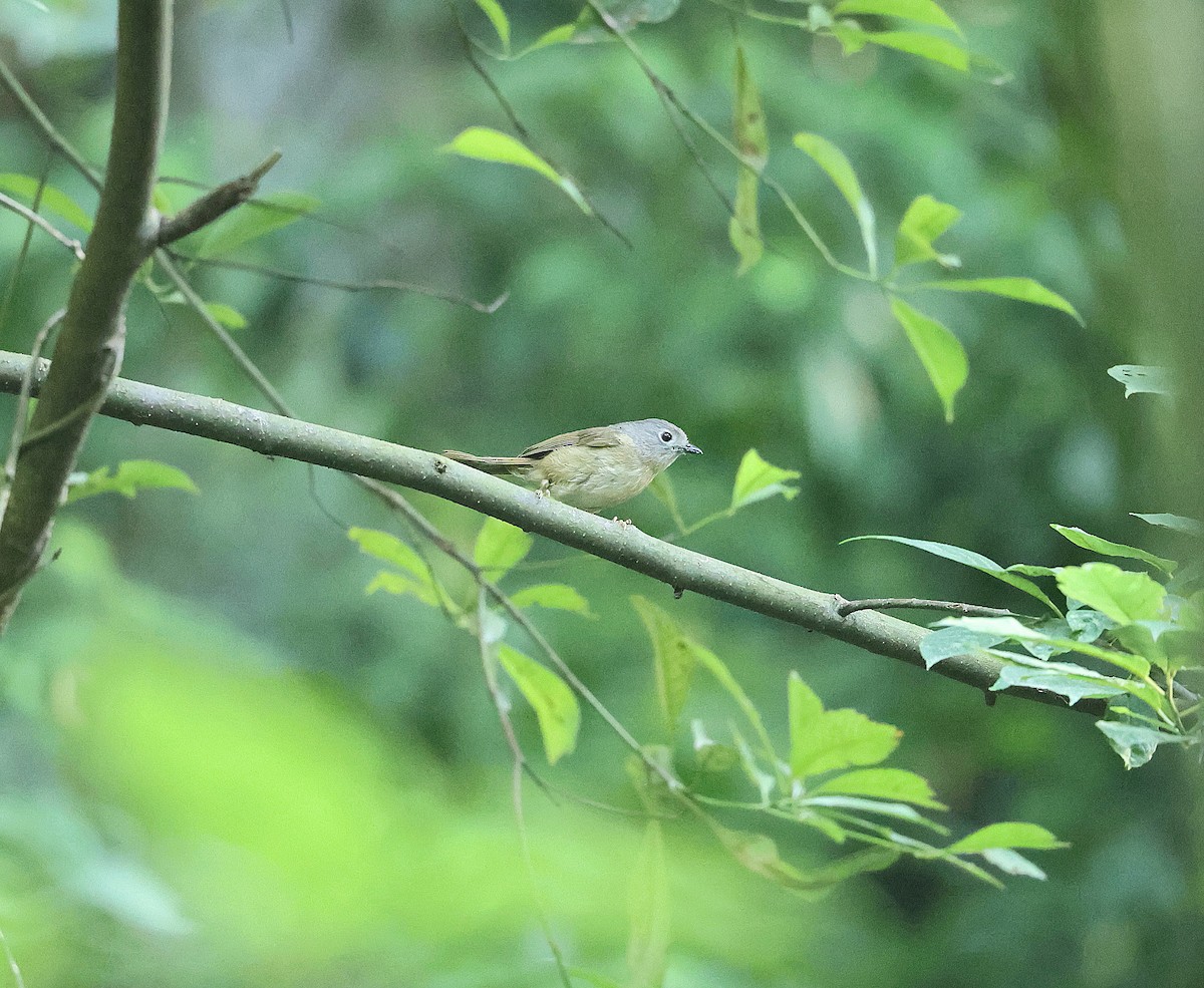 David's Fulvetta - ML639582777