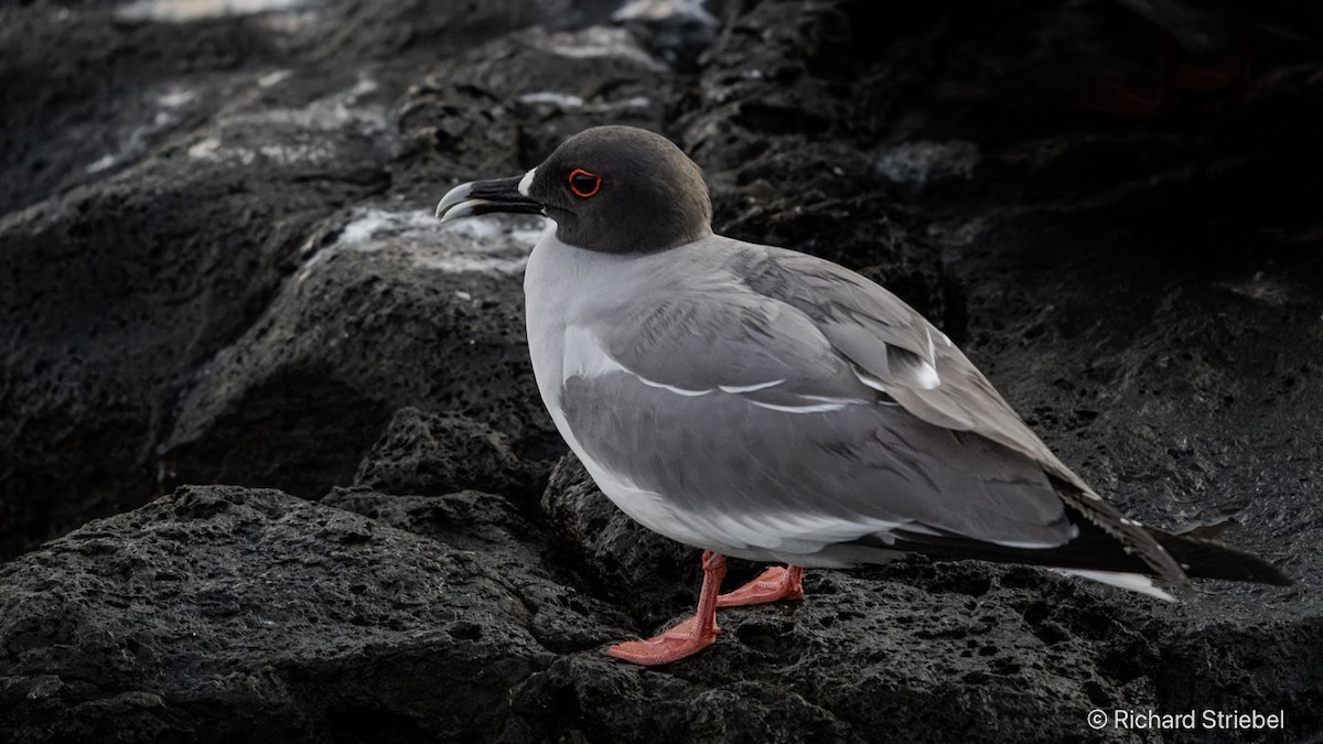 Swallow-tailed Gull - ML639583058