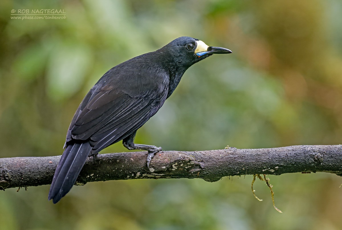 Long-tailed Paradigalla - ML639583096