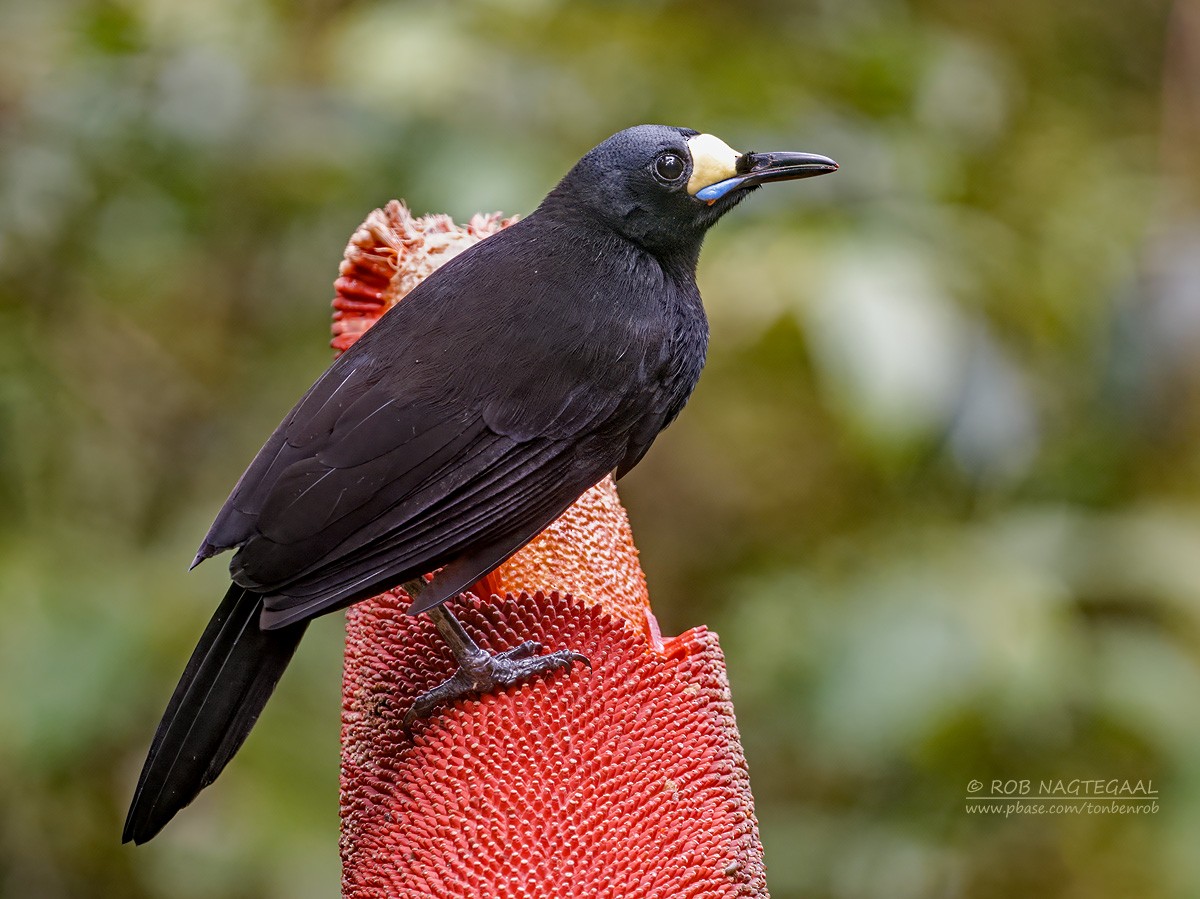 Long-tailed Paradigalla - ML639583097