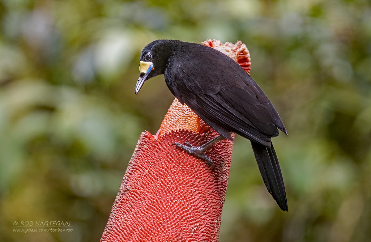 Long-tailed Paradigalla - ML639583098