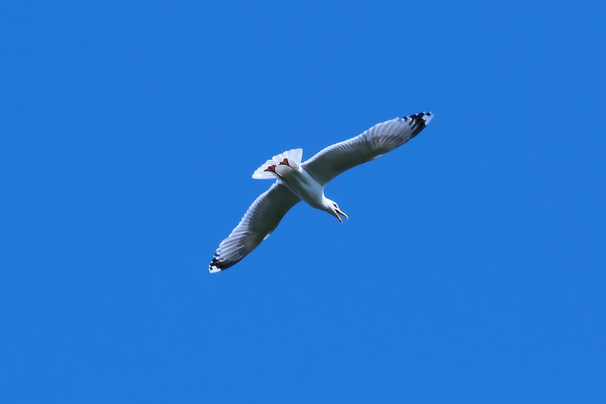 Yellow-legged Gull - ML639583109