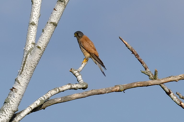 Eurasian Kestrel - ML639583112