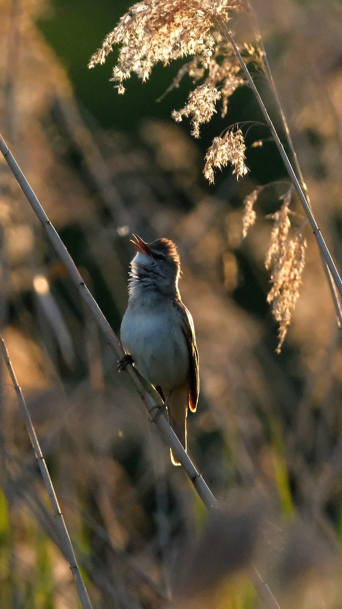 Marsh/Common Reed Warbler - ML639583121