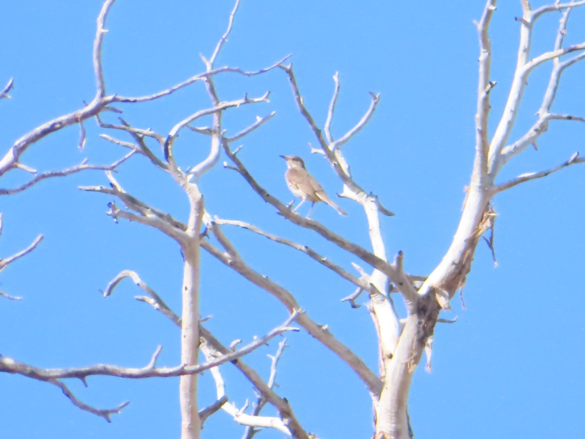 Sage Thrasher - ML639583184
