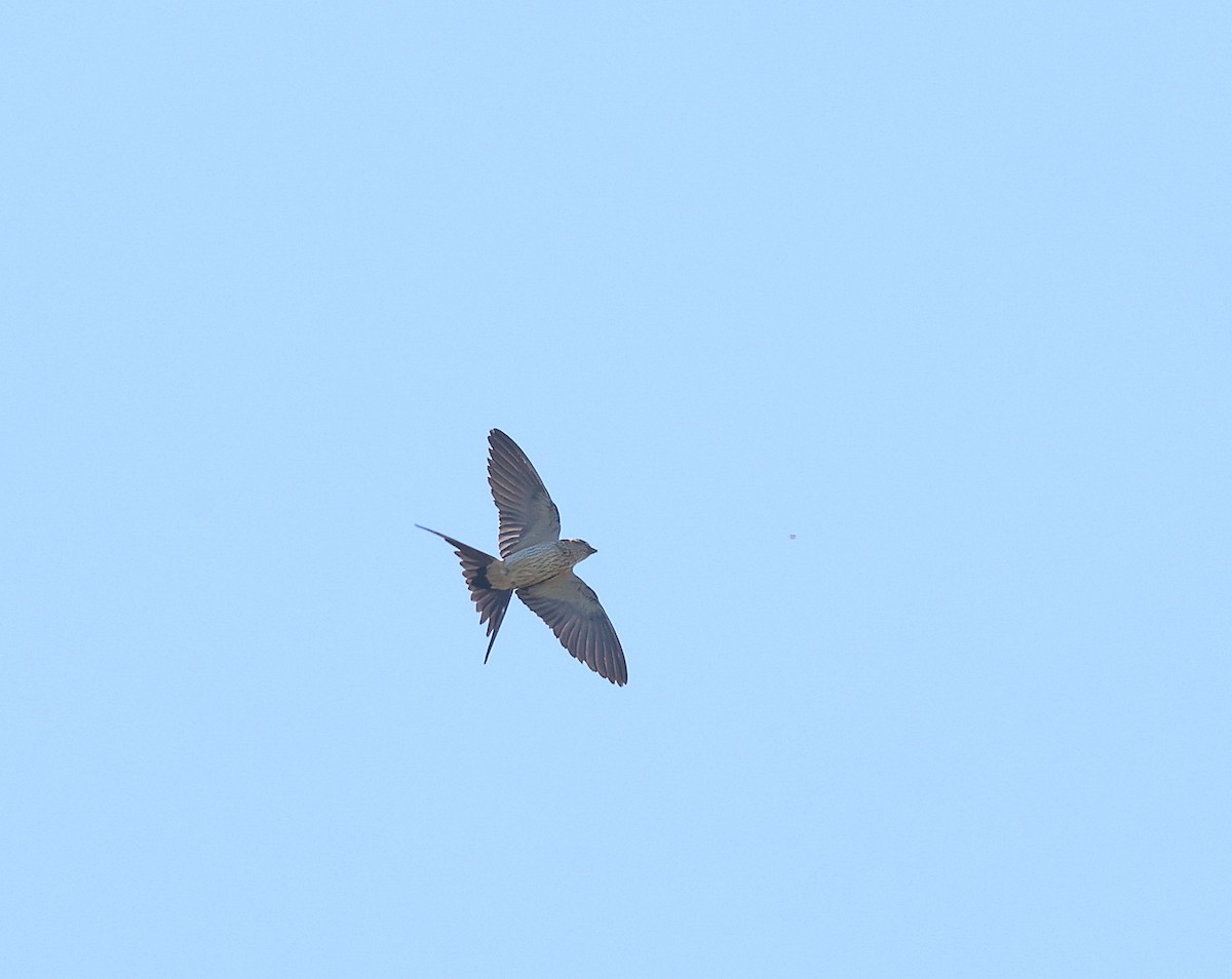 Eastern Red-rumped Swallow - ML639583196