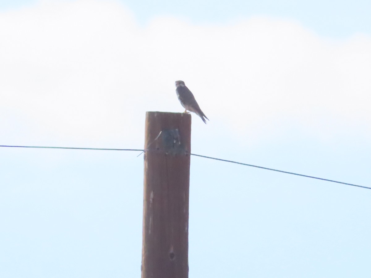 Prairie Falcon - ML639583199