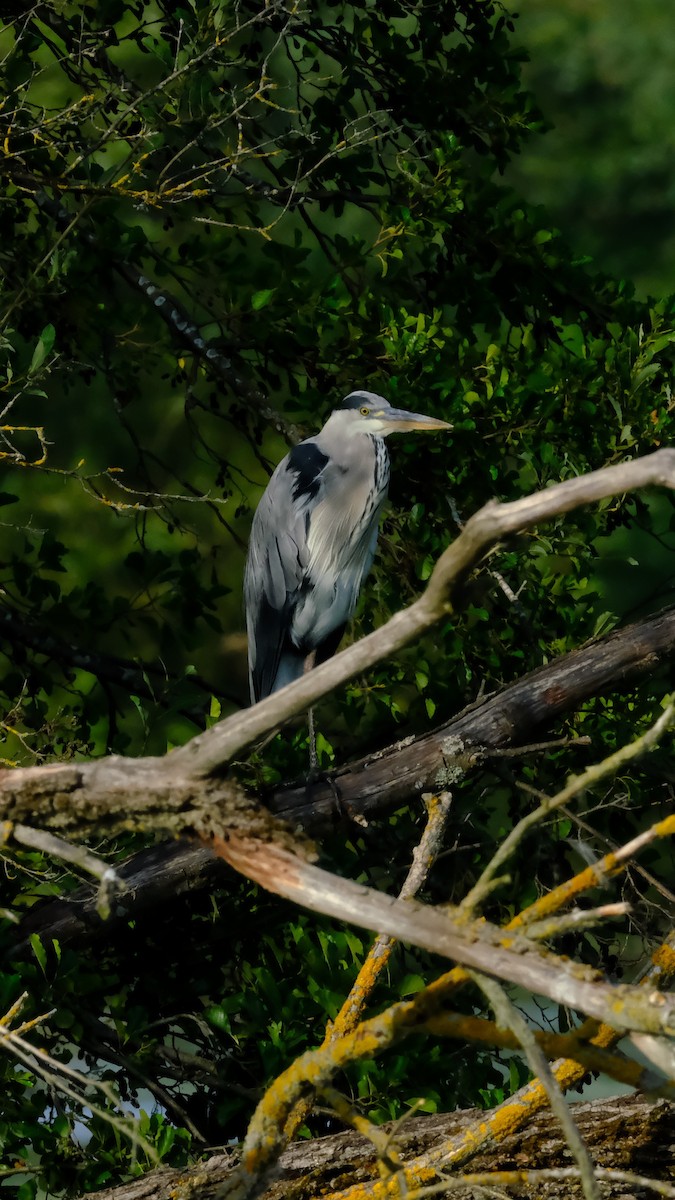 Gray Heron - ML639583235