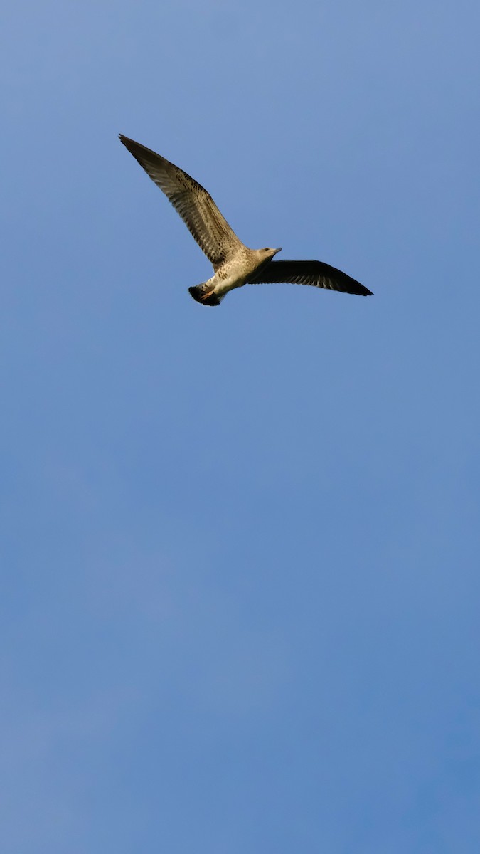 Yellow-legged Gull - ML639583281