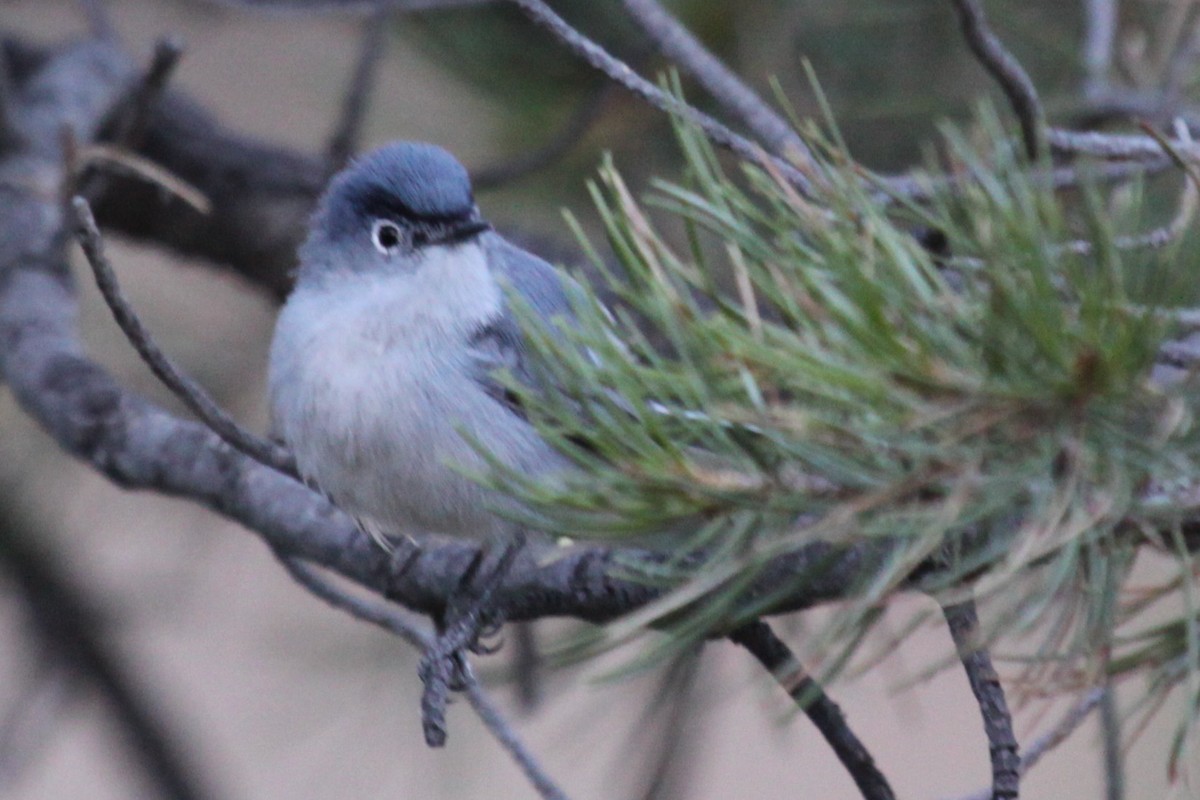 Blue-gray Gnatcatcher - ML639583293