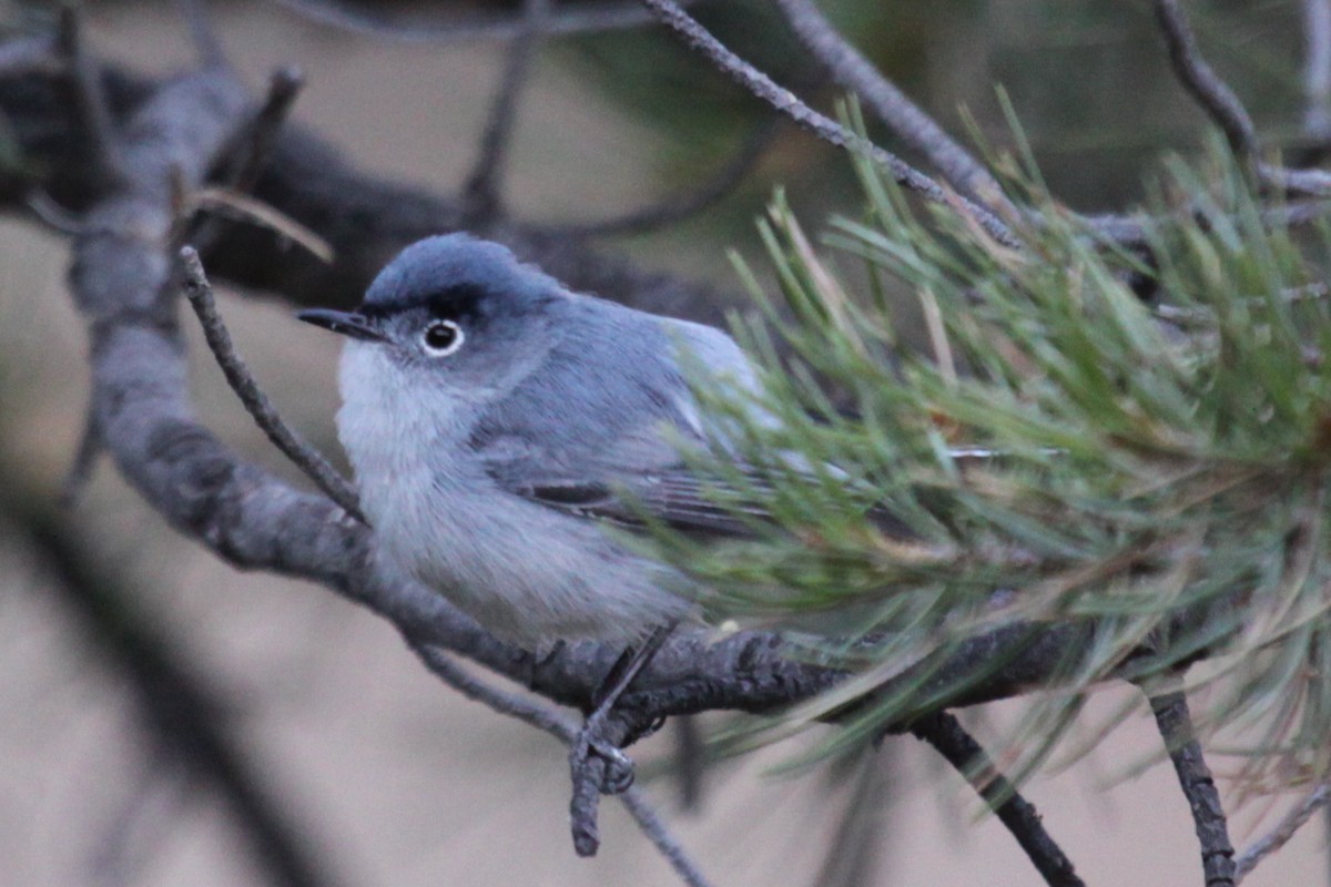 Blue-gray Gnatcatcher - ML639583294