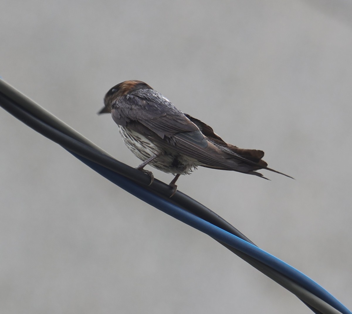 Eastern Red-rumped Swallow - ML639583331
