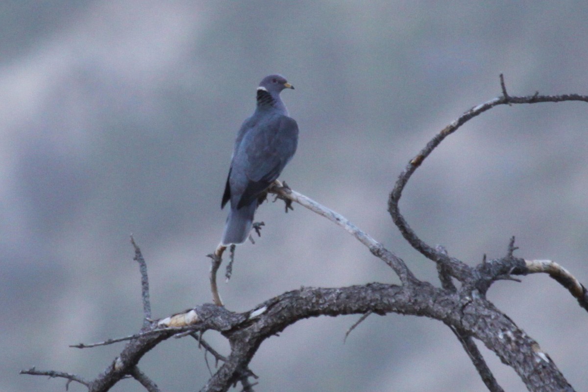 Band-tailed Pigeon - ML639583337