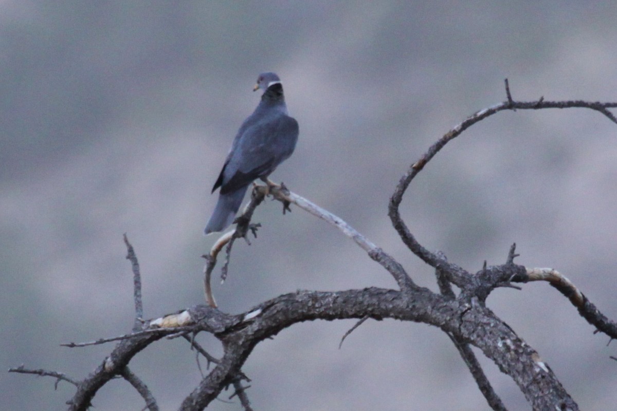 Band-tailed Pigeon - ML639583340