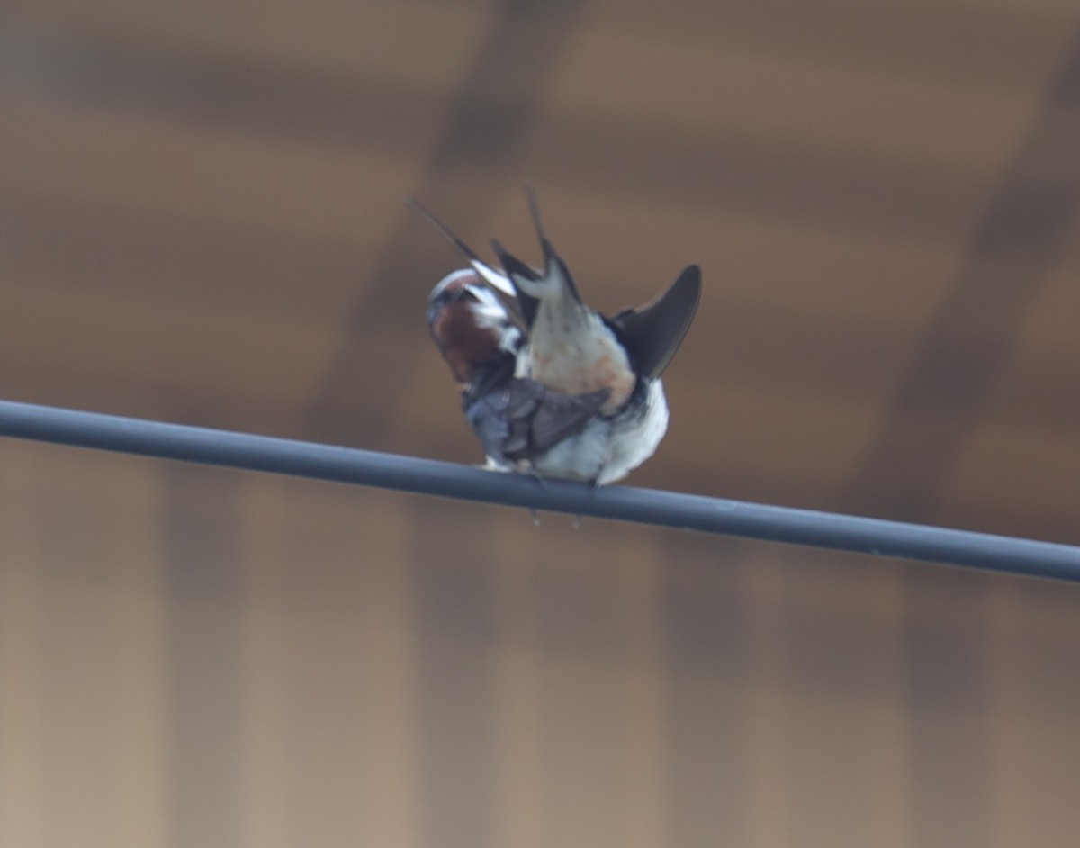 Barn Swallow - ML639583356