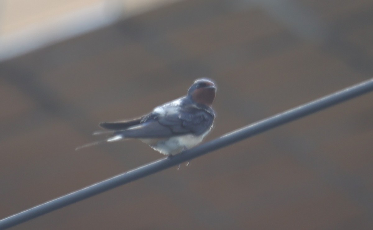 Barn Swallow - ML639583357