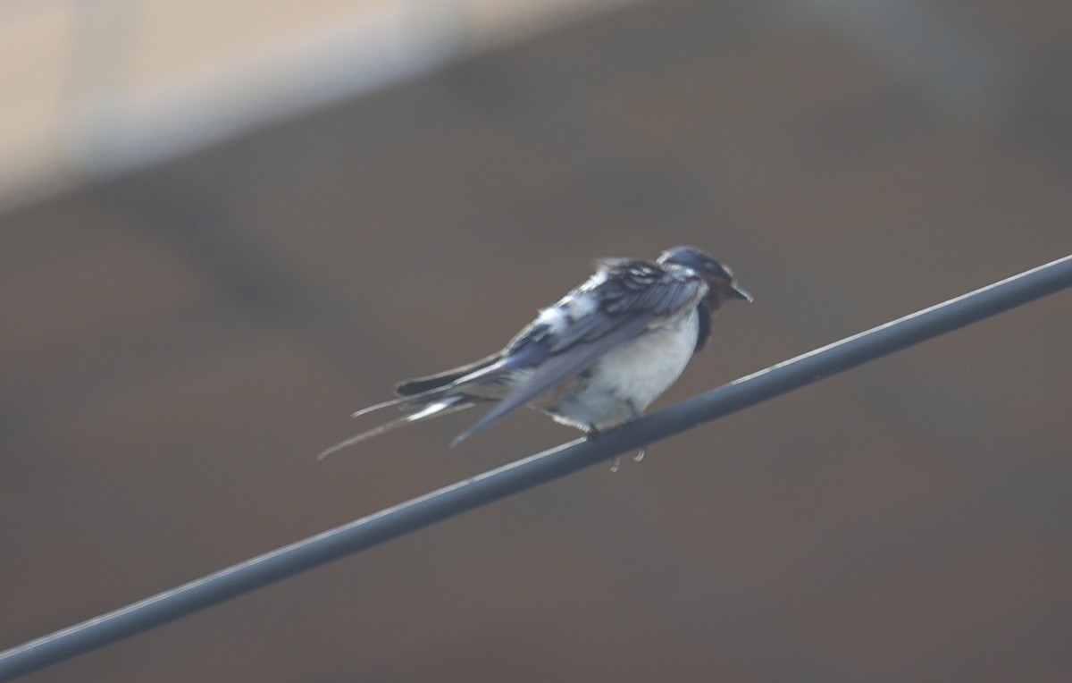 Barn Swallow - ML639583358