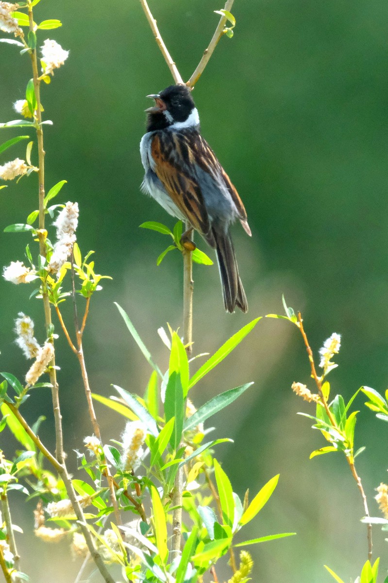 Reed Bunting - ML639583391
