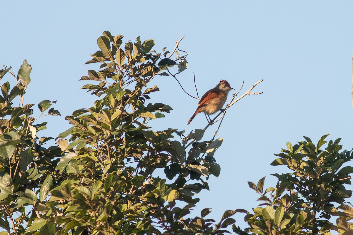 Barred Antshrike - ML639583436