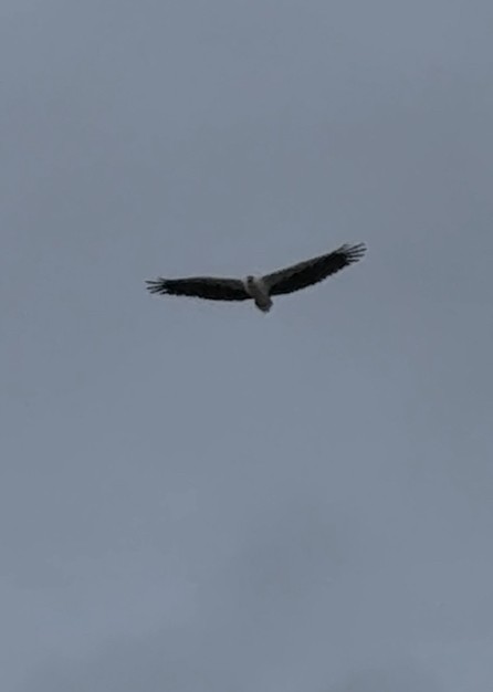 White-bellied Sea-Eagle - ML639583454