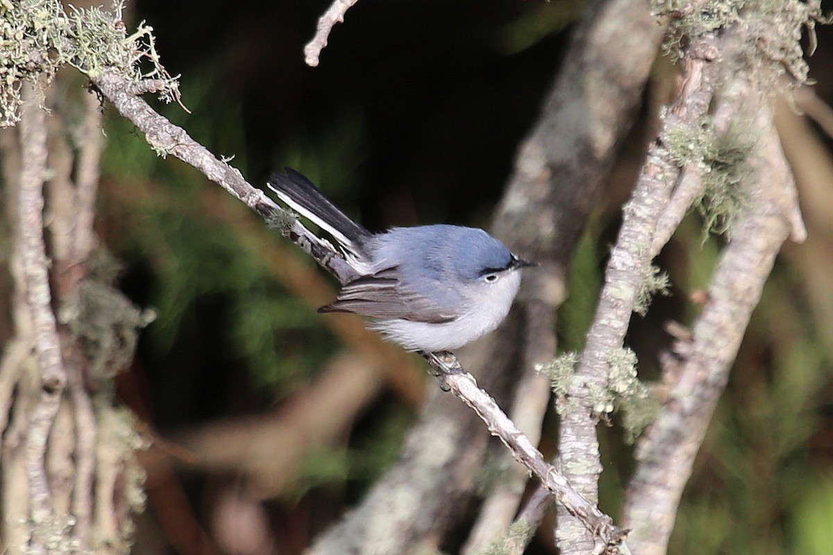 Blue-gray Gnatcatcher - ML639583469