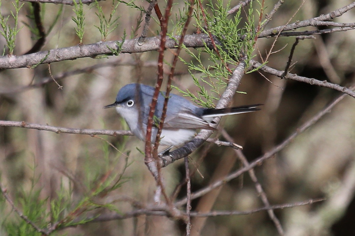 Blue-gray Gnatcatcher - ML639583470