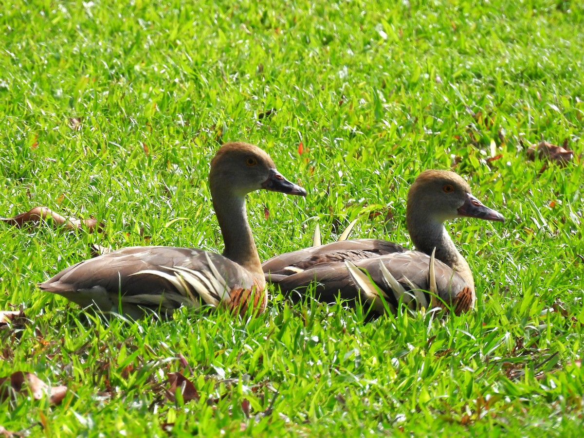 Plumed Whistling-Duck - ML639583489