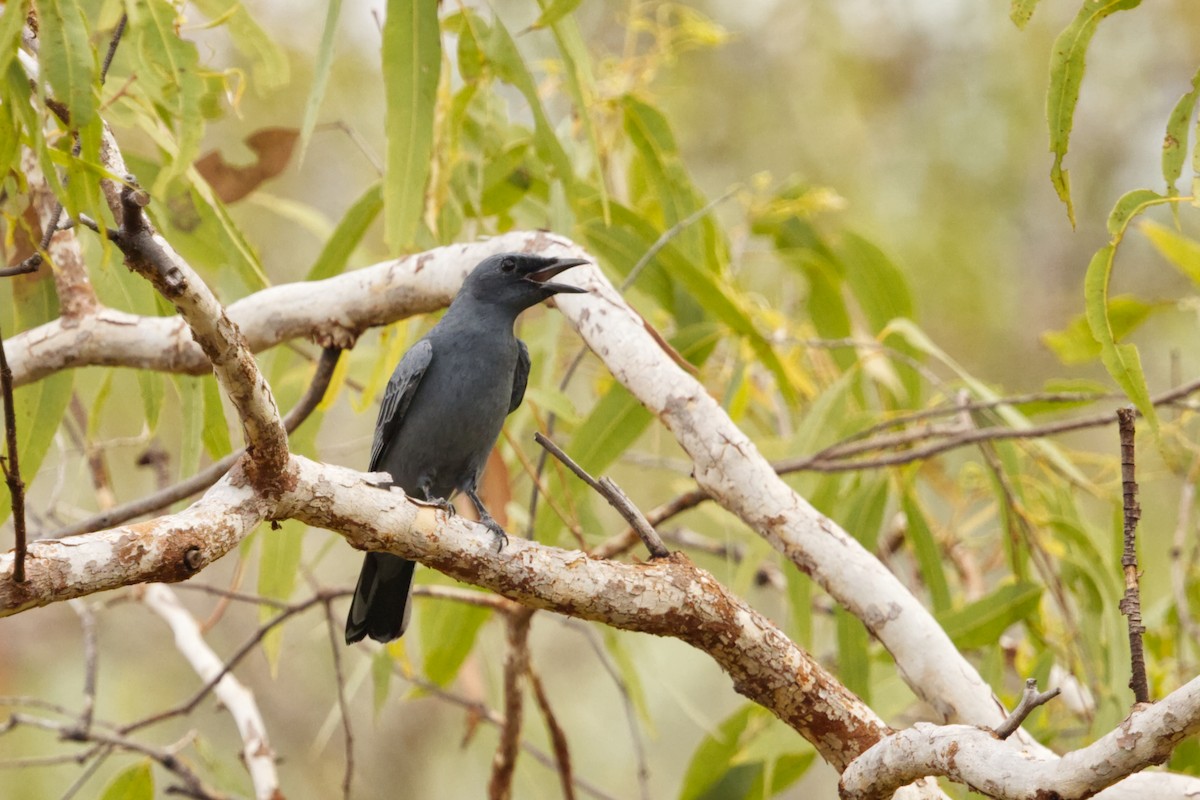 Sahul Cicadabird - ML639583536