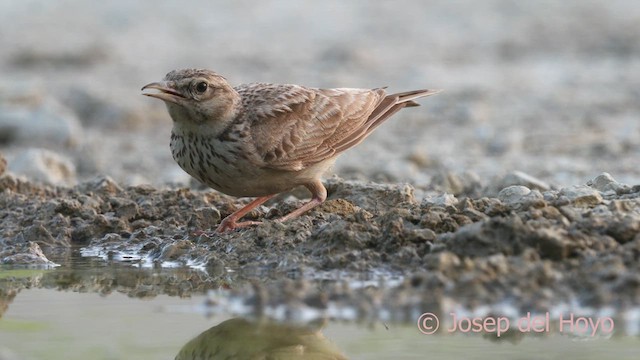 Crested Lark (Crested) - ML639583642