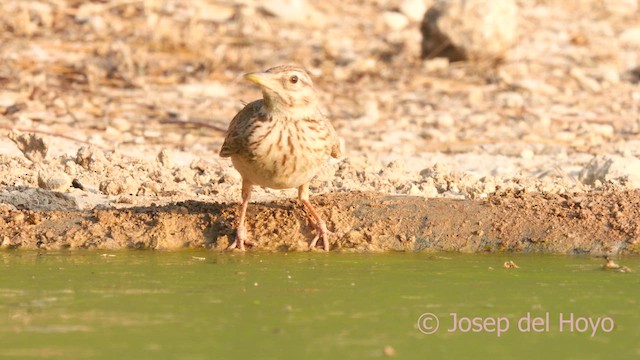 Crested Lark (Crested) - ML639583685