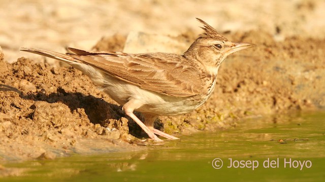 Crested Lark (Crested) - ML639583738