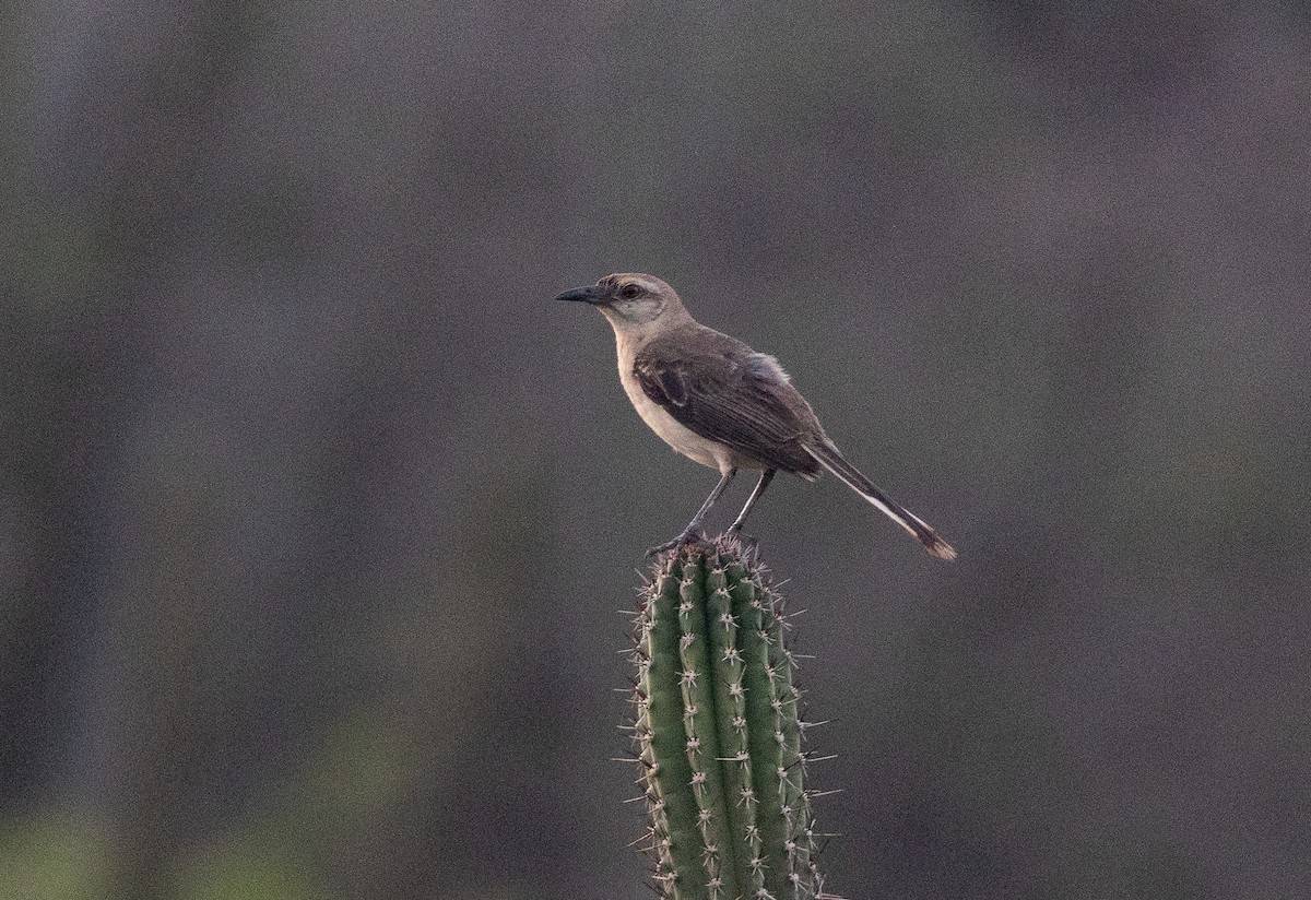 Tropical Mockingbird - ML639583740