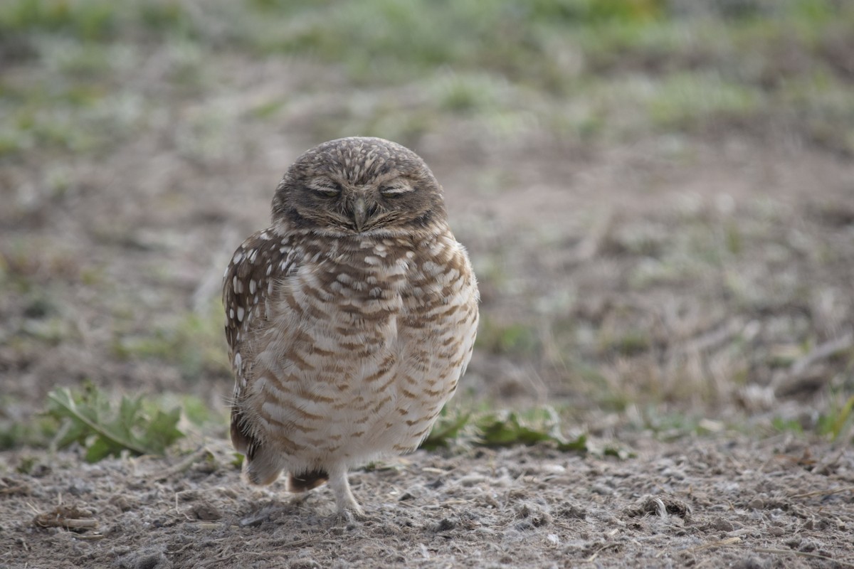 Burrowing Owl - ML639583773
