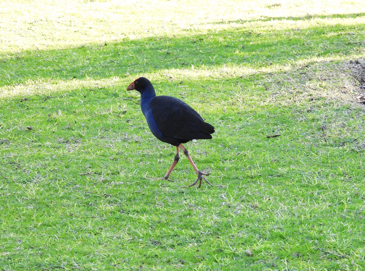 Australasian Swamphen - ML639583809