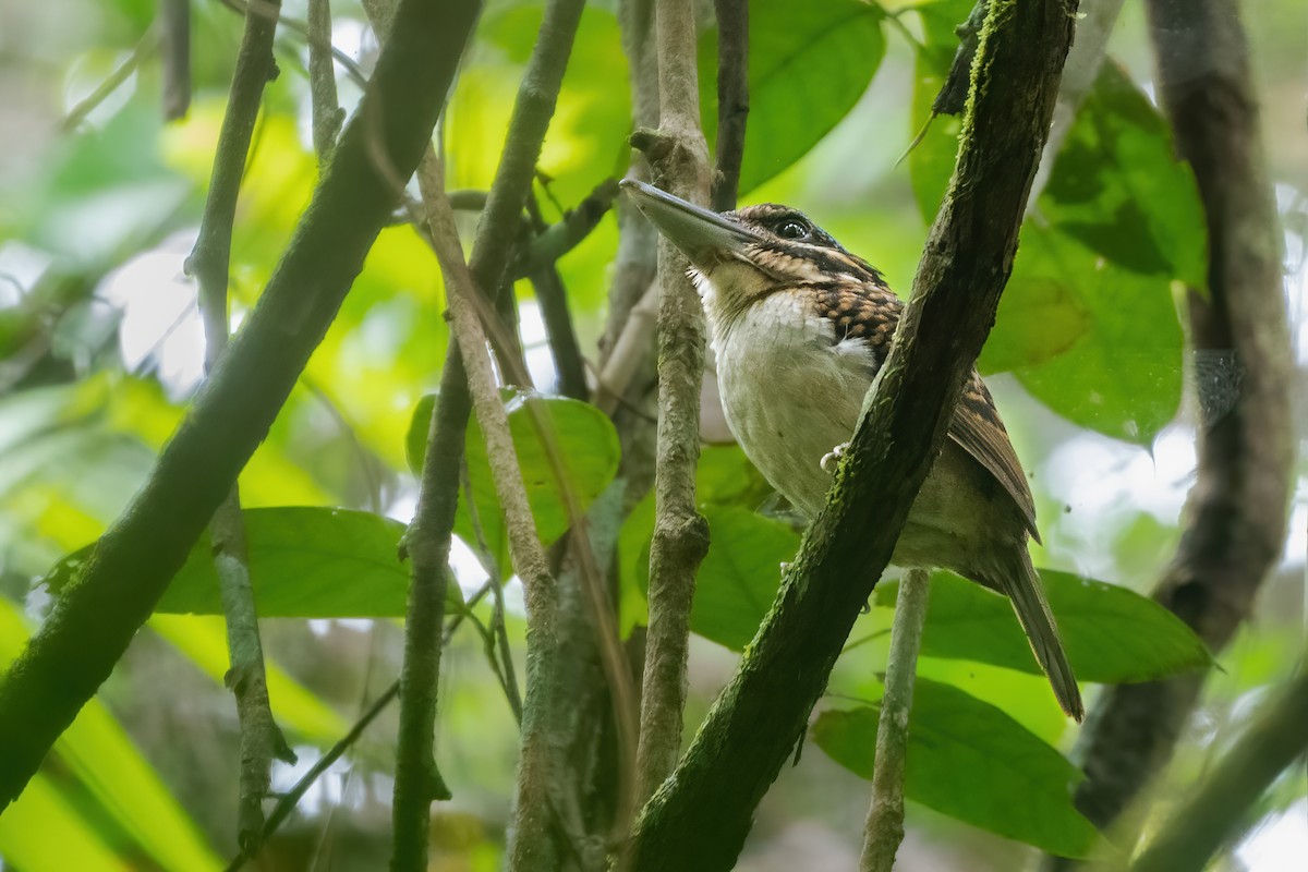 カギハシショウビン - ML639583882