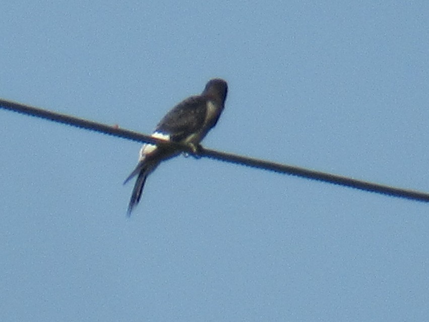 Red-headed Woodpecker - ML639583909
