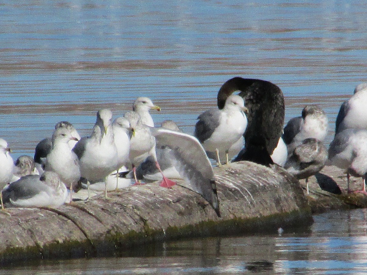 Iceland Gull (Thayer's) - ML639583918