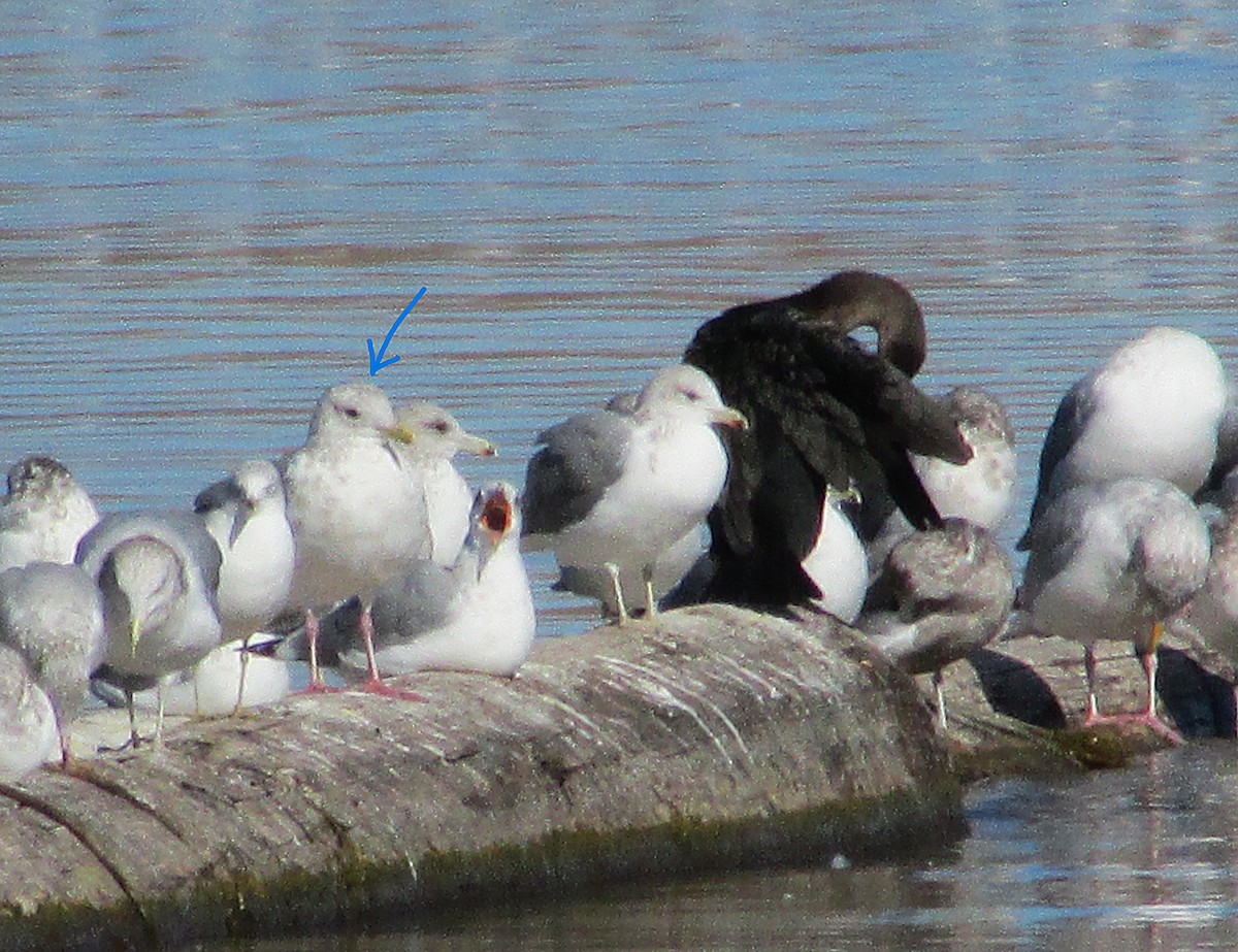 Iceland Gull (Thayer's) - ML639583919