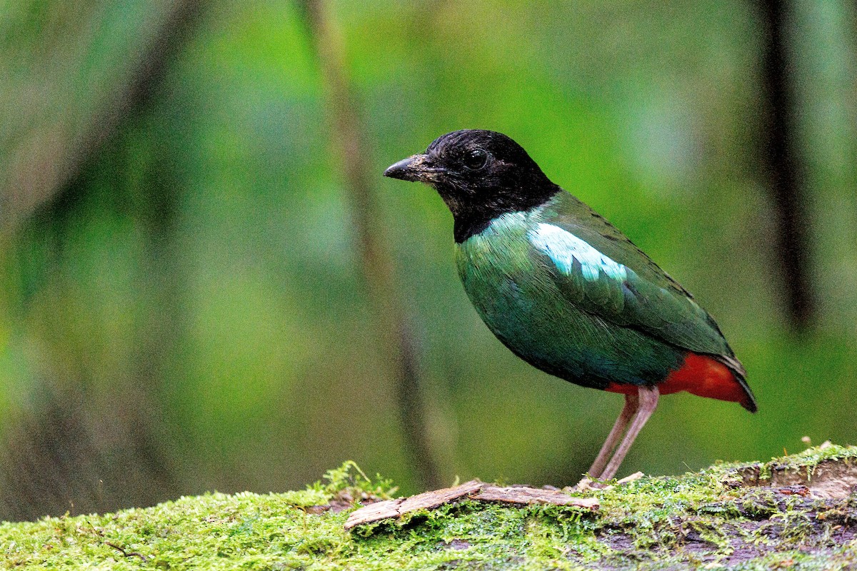 Eastern Hooded Pitta - ML639583988