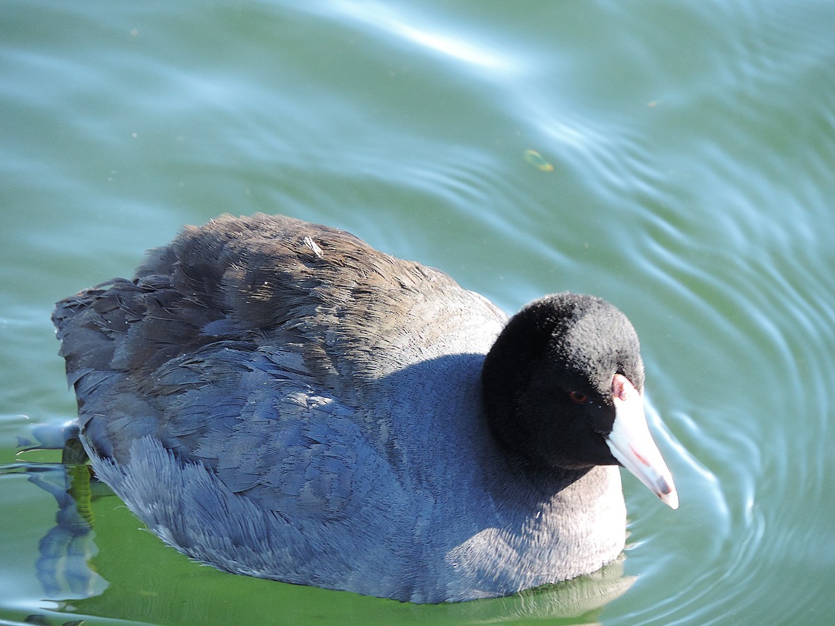 American Coot - ML639584058