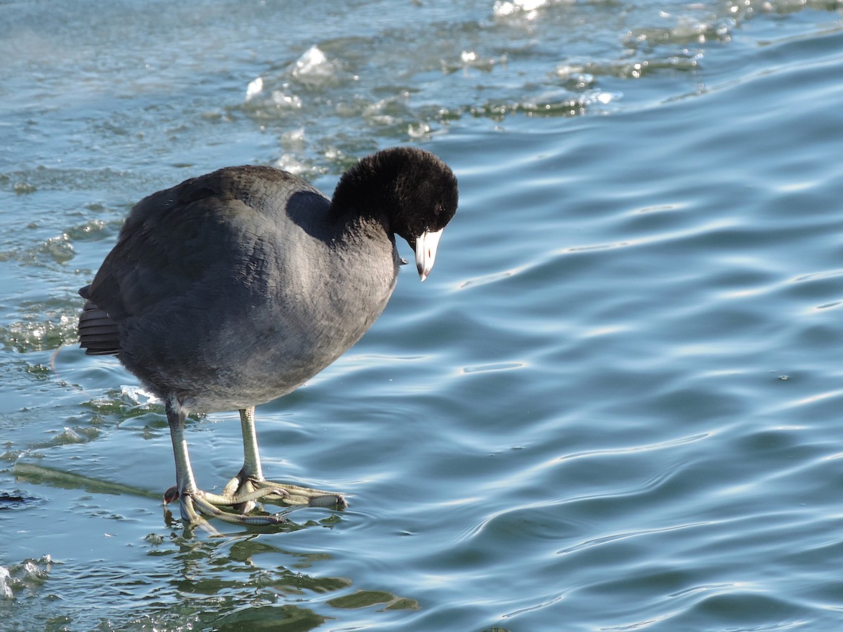 American Coot - ML639584060