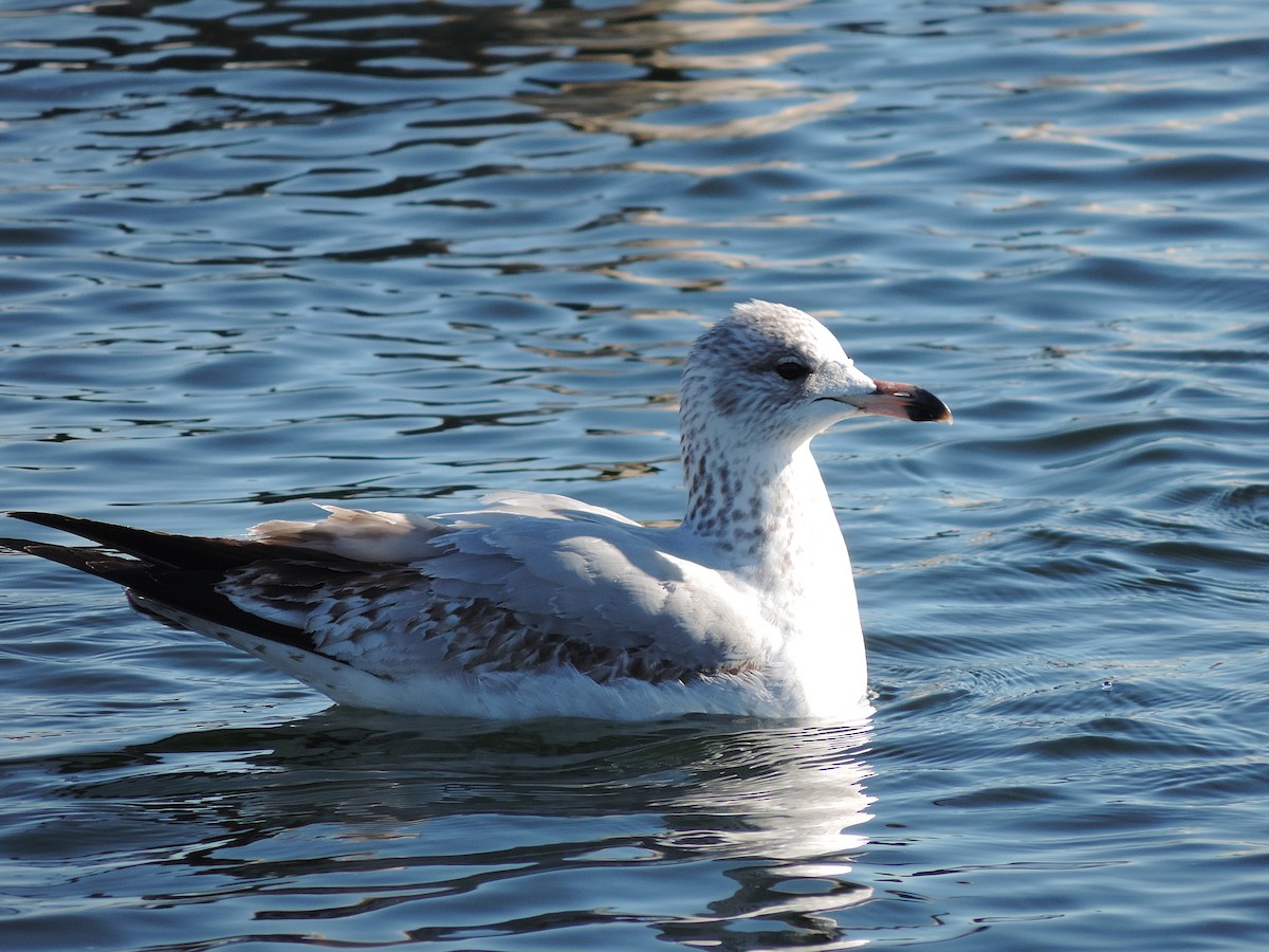 Ring-billed Gull - ML639584063