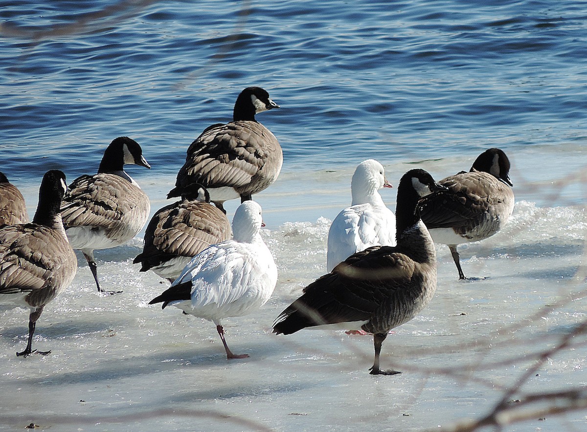 Ross's Goose - ML639584089