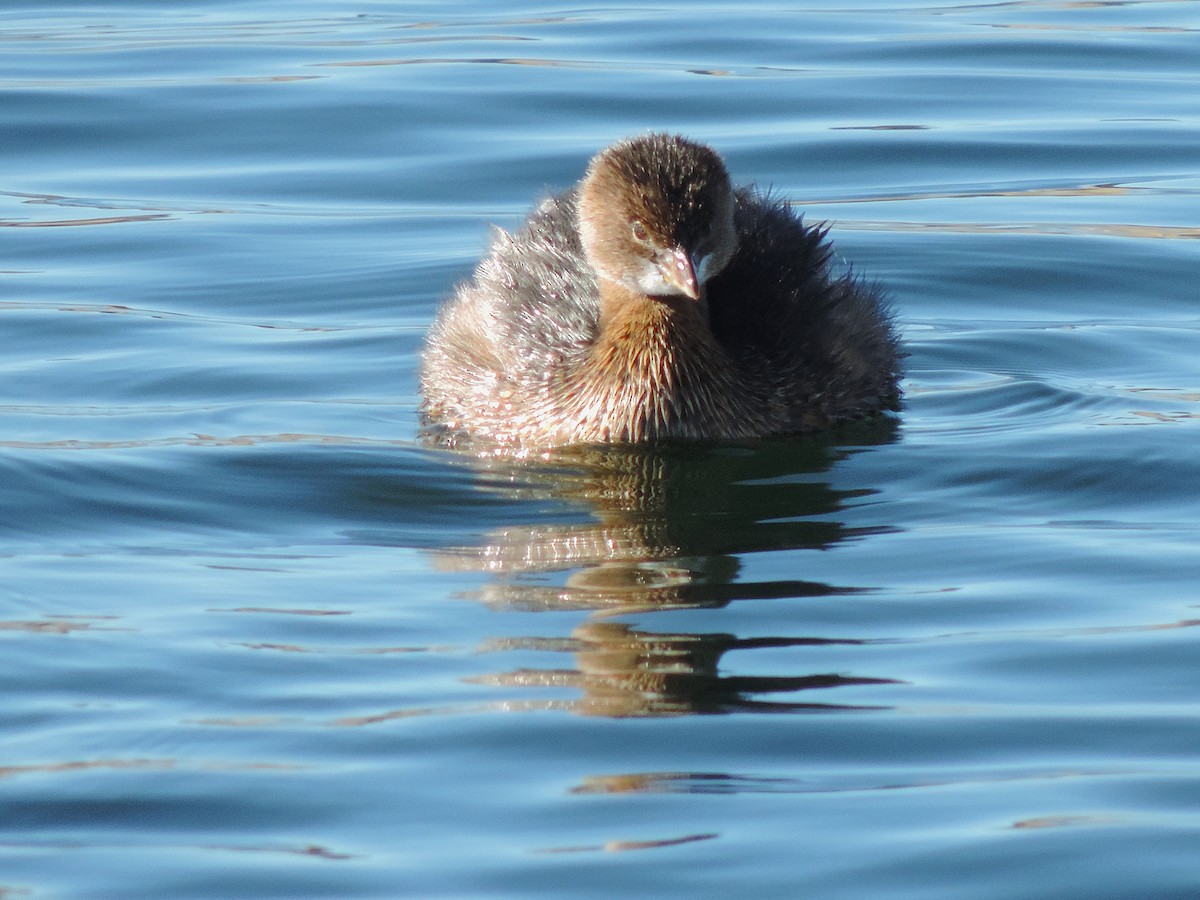 Pied-billed Grebe - ML639584092
