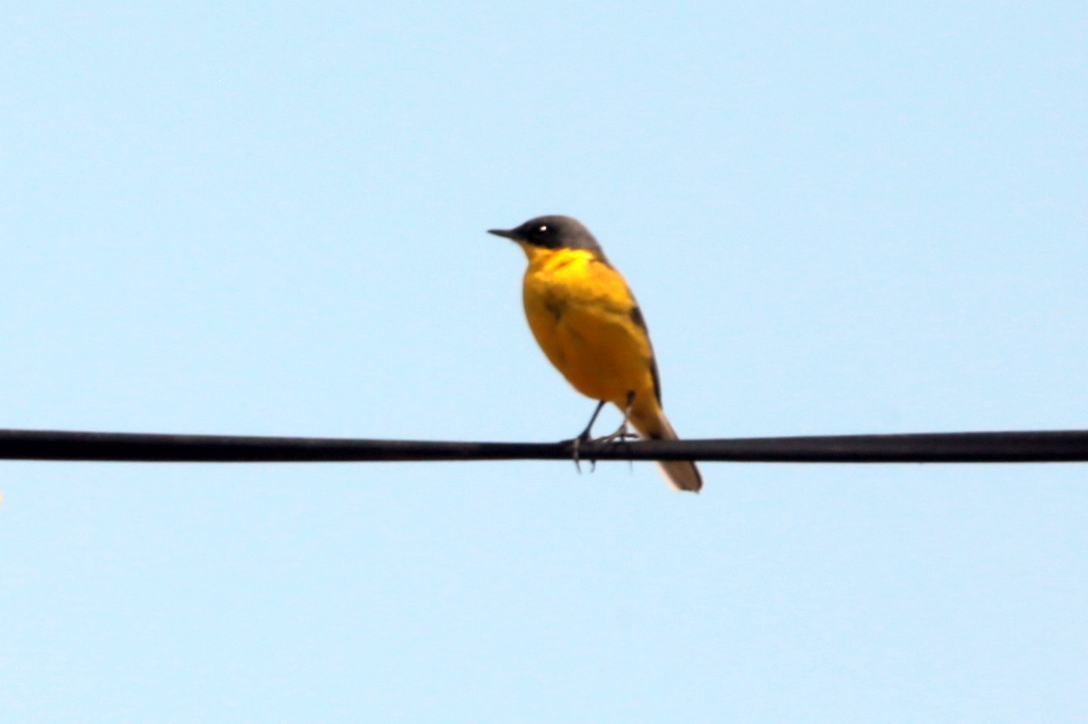 Western Yellow Wagtail (feldegg) - ML639584106