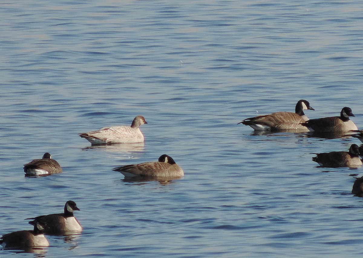 Ross's Goose - ML639584113